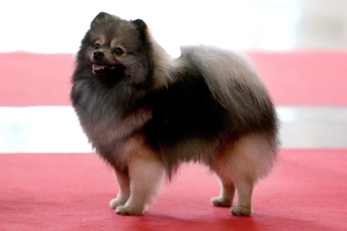 Малый шпиц волчьего окраса