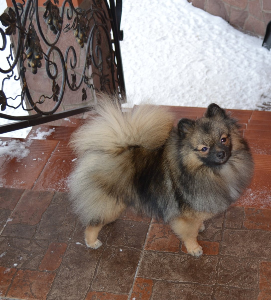 Шпиц Волчий окрас