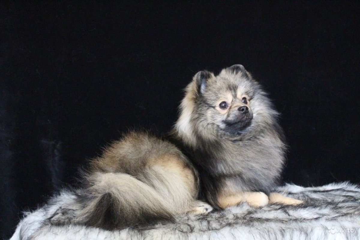 Шпиц померанский Волчий