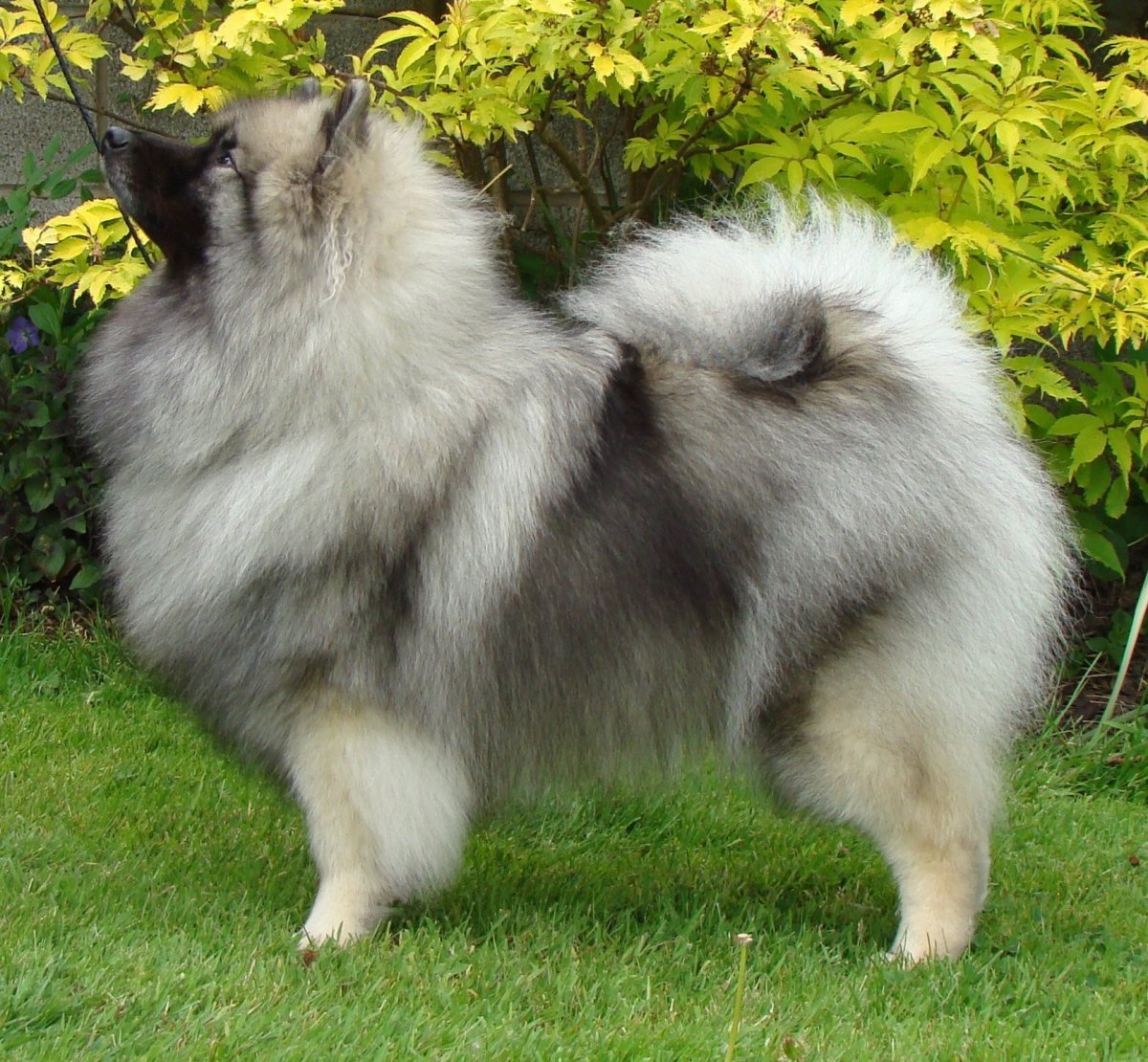 Кеесхонд голландский Волчий шпиц