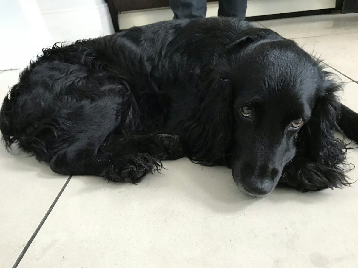 Короткошерстный английский кокер спаниель черный