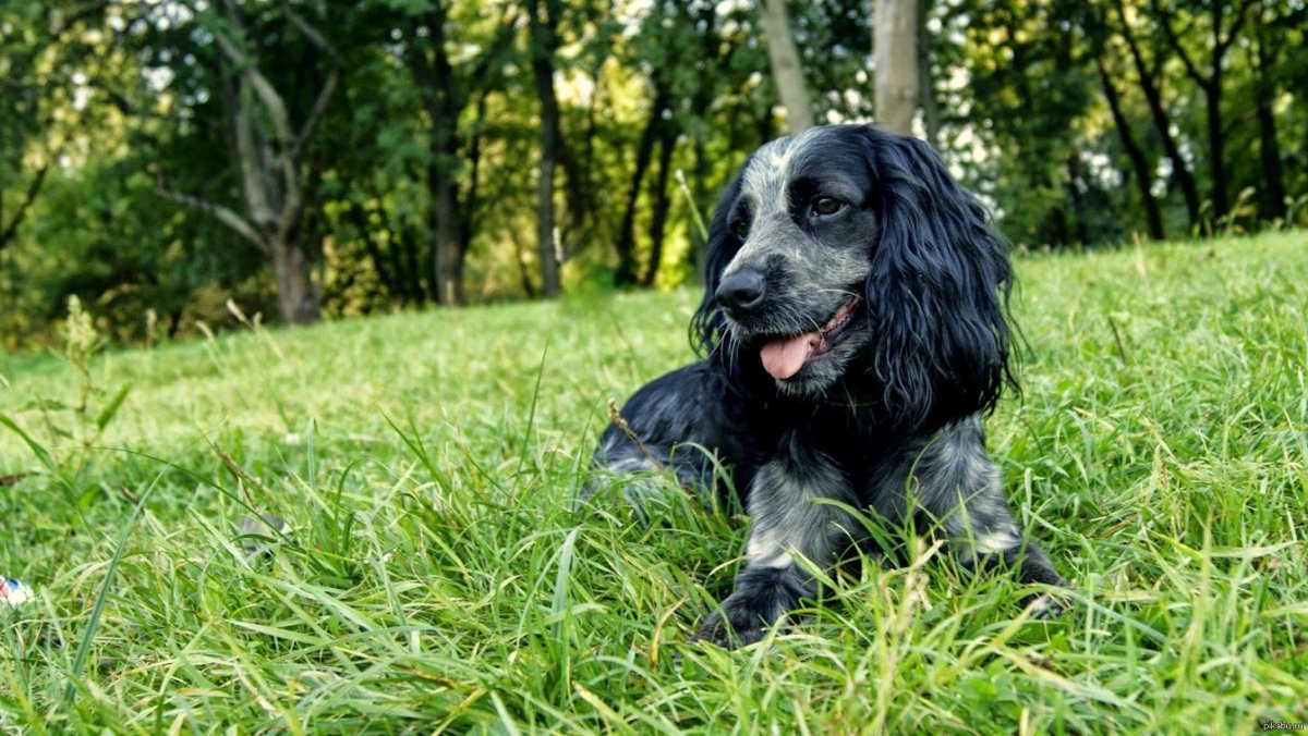 Чёрный Кокель спаниель