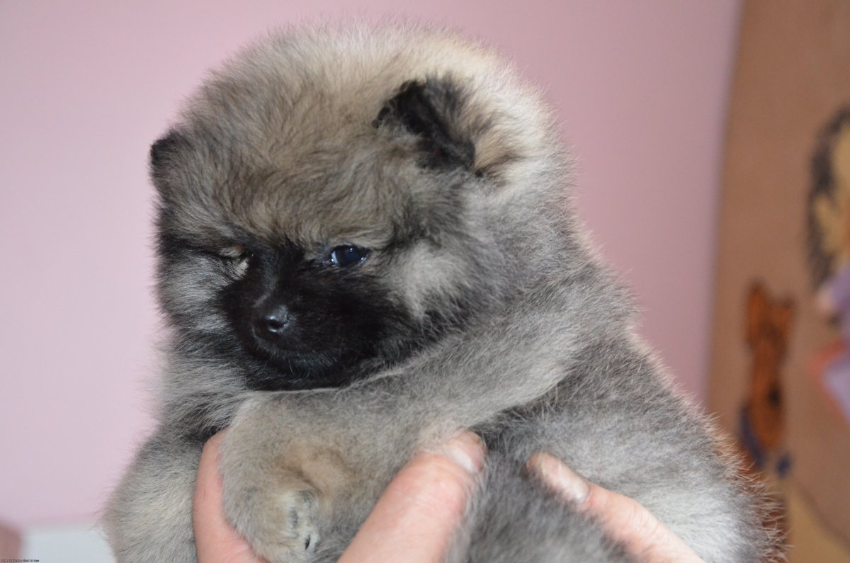 Померанский шпиц Медвежонок Волчий окрас