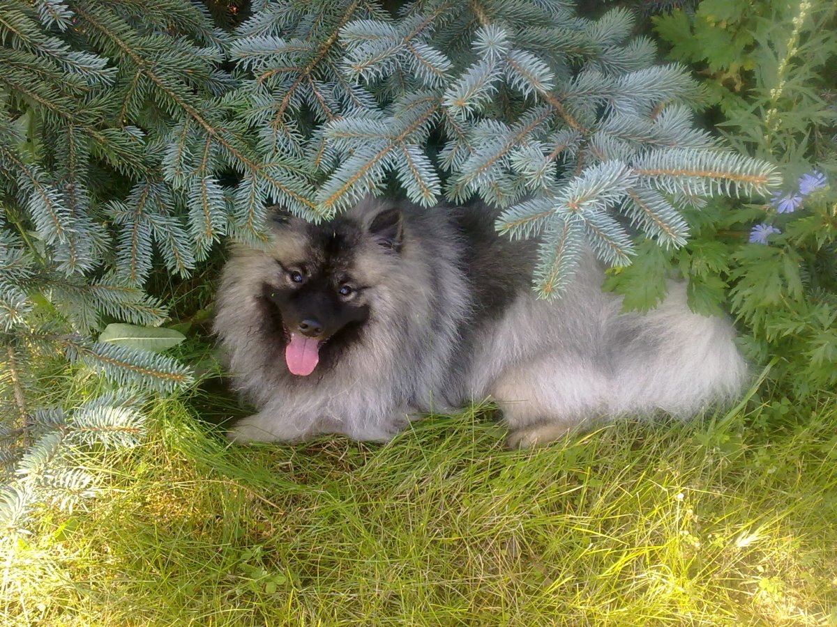 Шпиц Волчонок