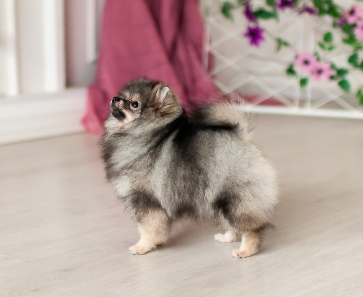 Шпиц померанский Волчий