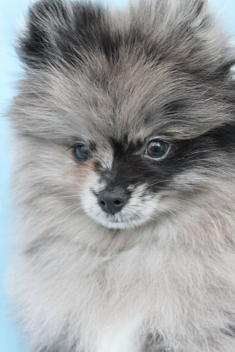 Шпиц померанский Волчий