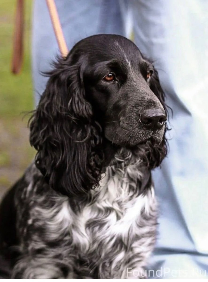 Английский кокер спаниель черный щенок
