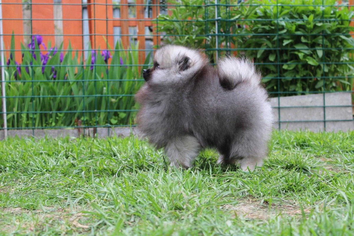 Шпиц Волчий окрас РКФ