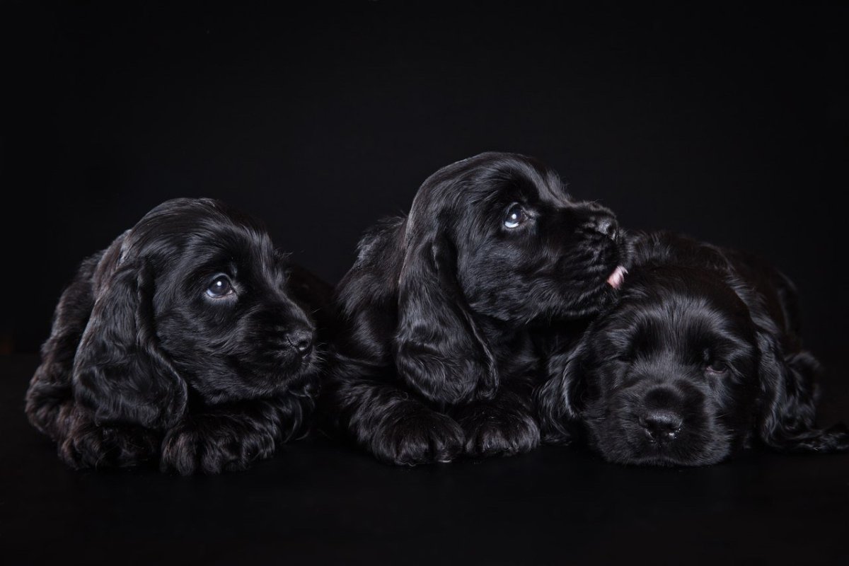 Кокер спаниель Суссекс