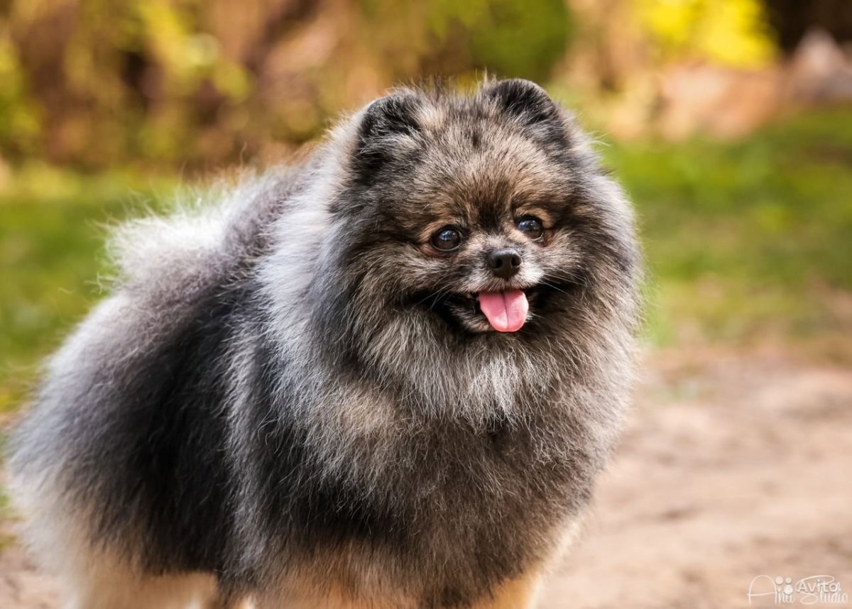 Шпиц подпалый окрас