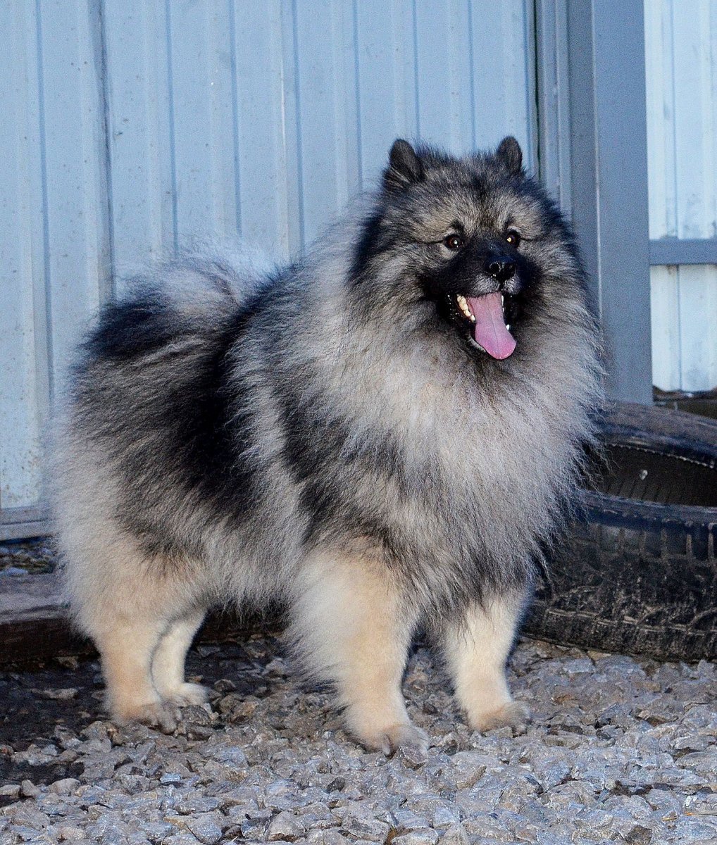 Кобели для вязки кеесхонд