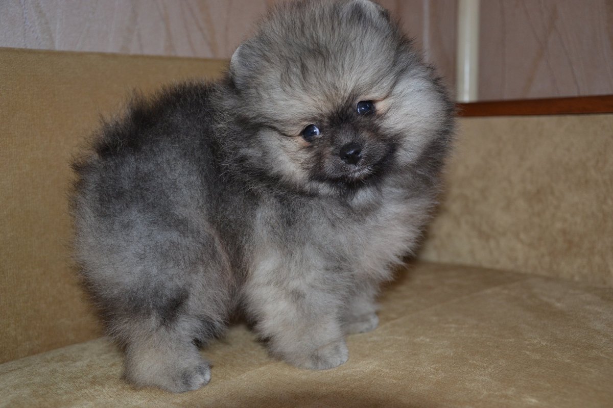 Померанский шпиц зонарно серый