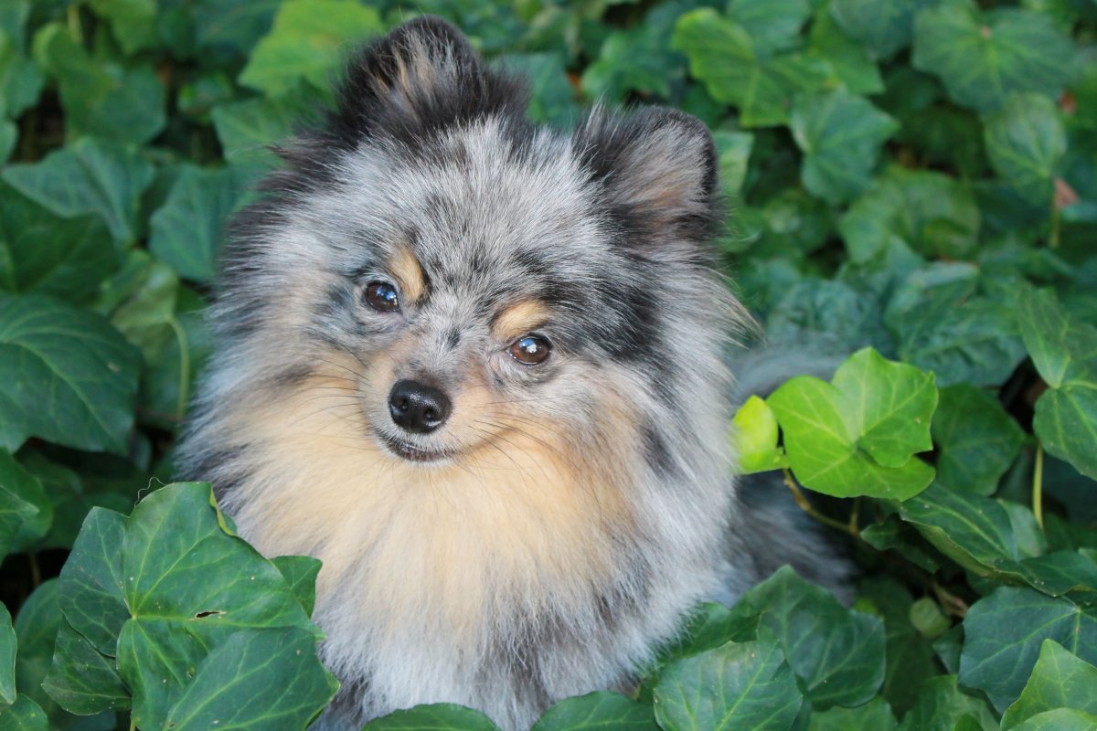 Шпиц Блю Мерль