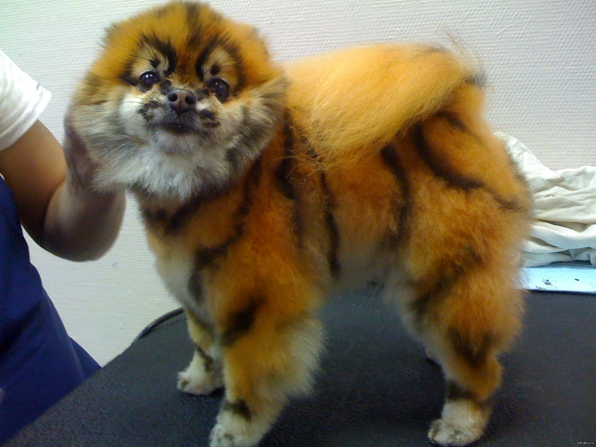 Тигровый померанский шпиц