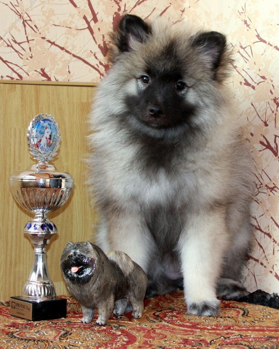 Кеесхонд вольфшпиц