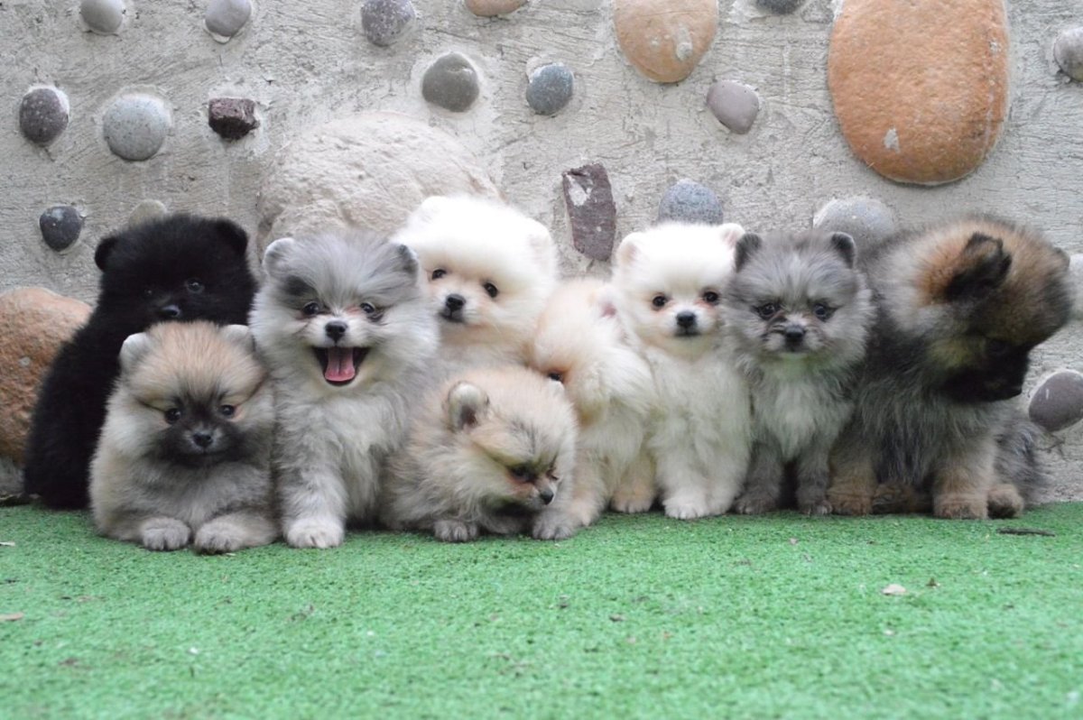 Померанский шпиц Детеныши