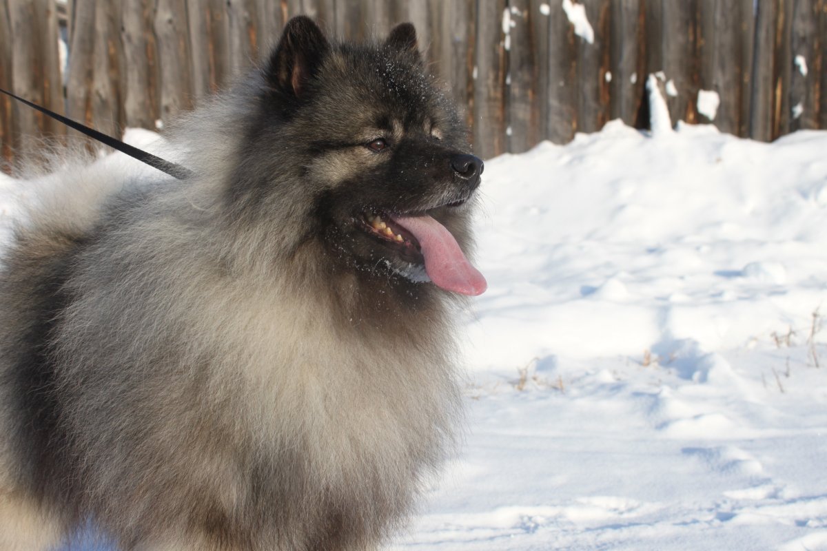 Кеесхонд в лесу