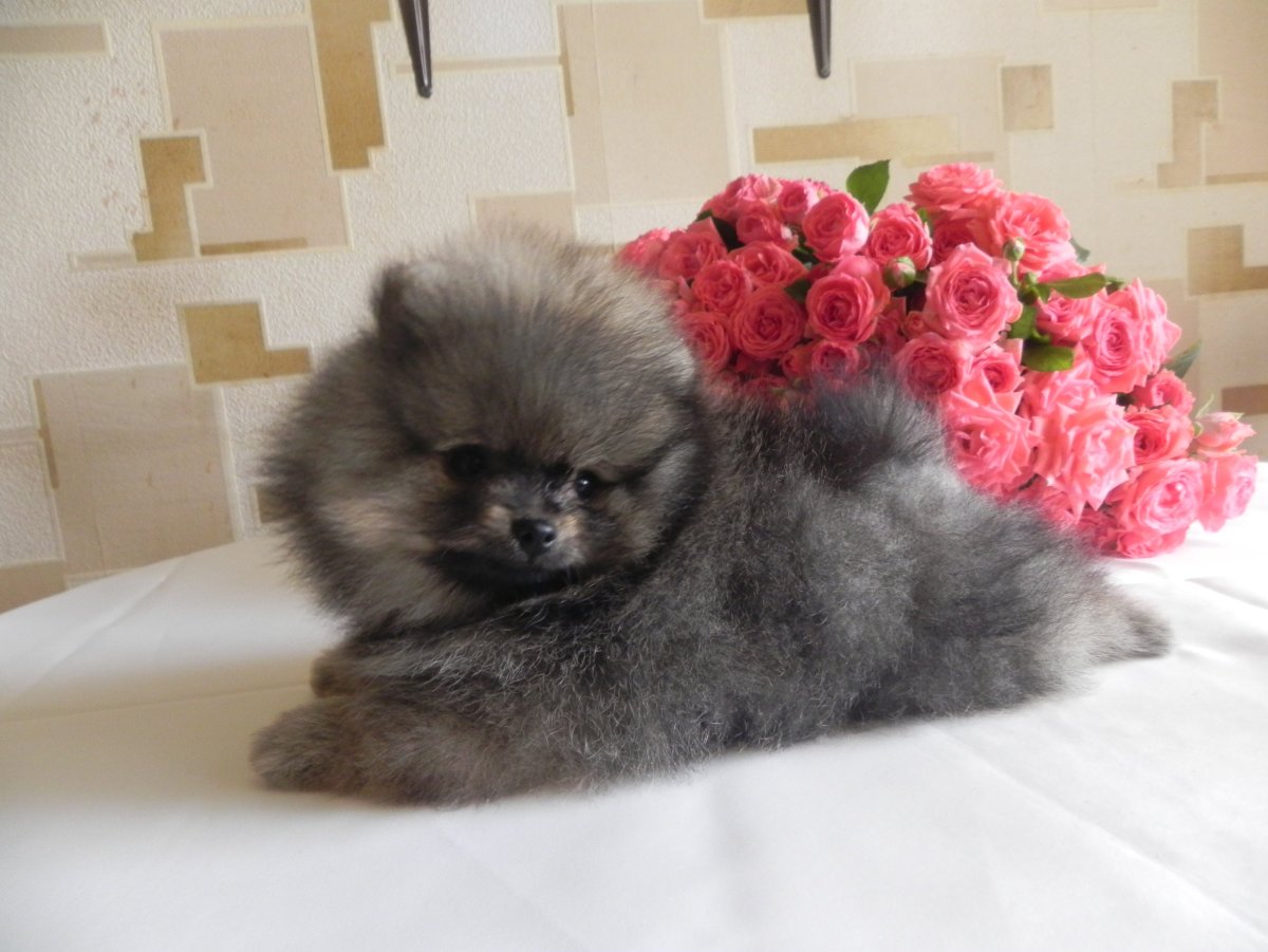 Карликовый шпиц