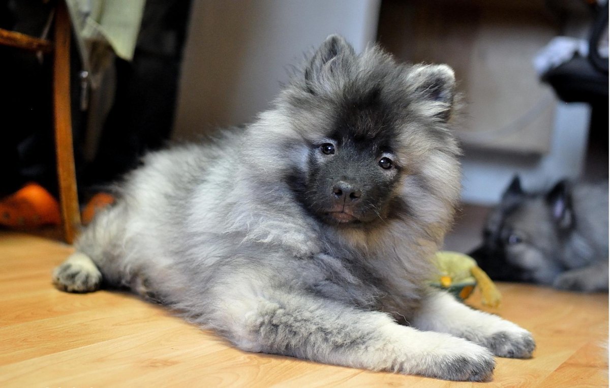 Зонарно серый шпиц