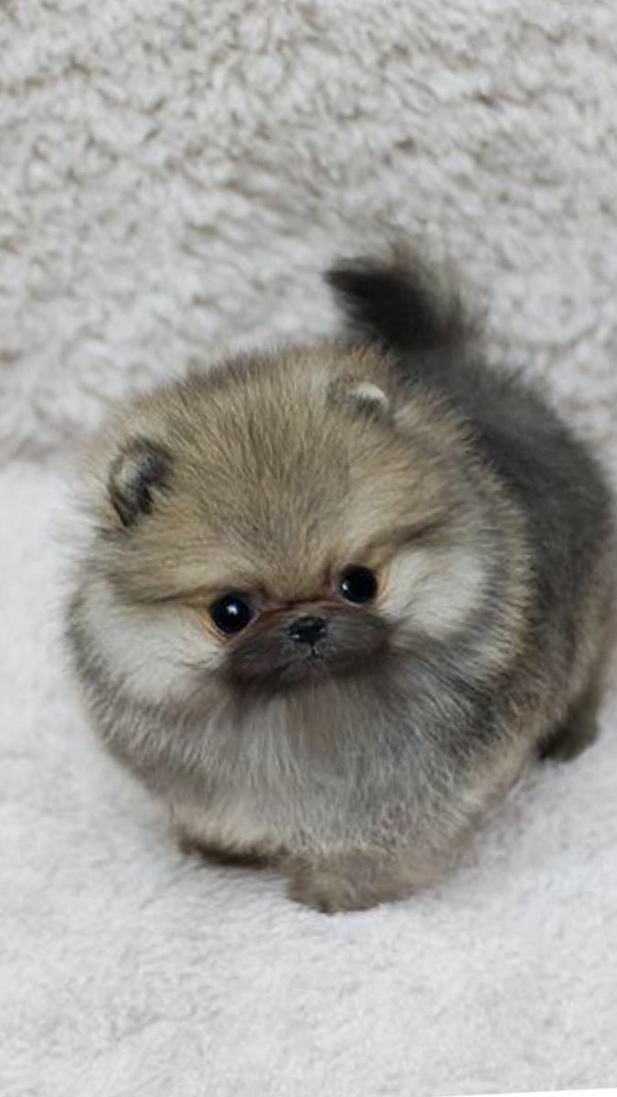 Маленькая серая собачк