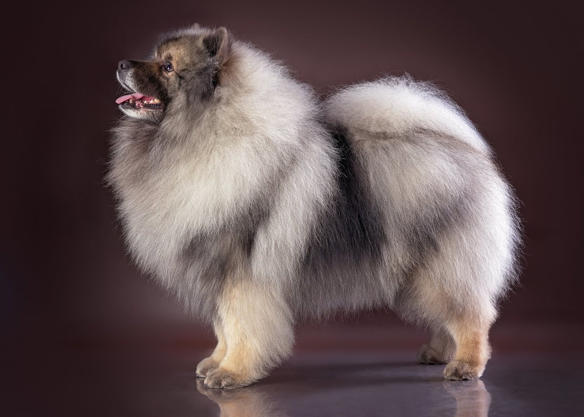 Немецкий шпиц кеесхонд