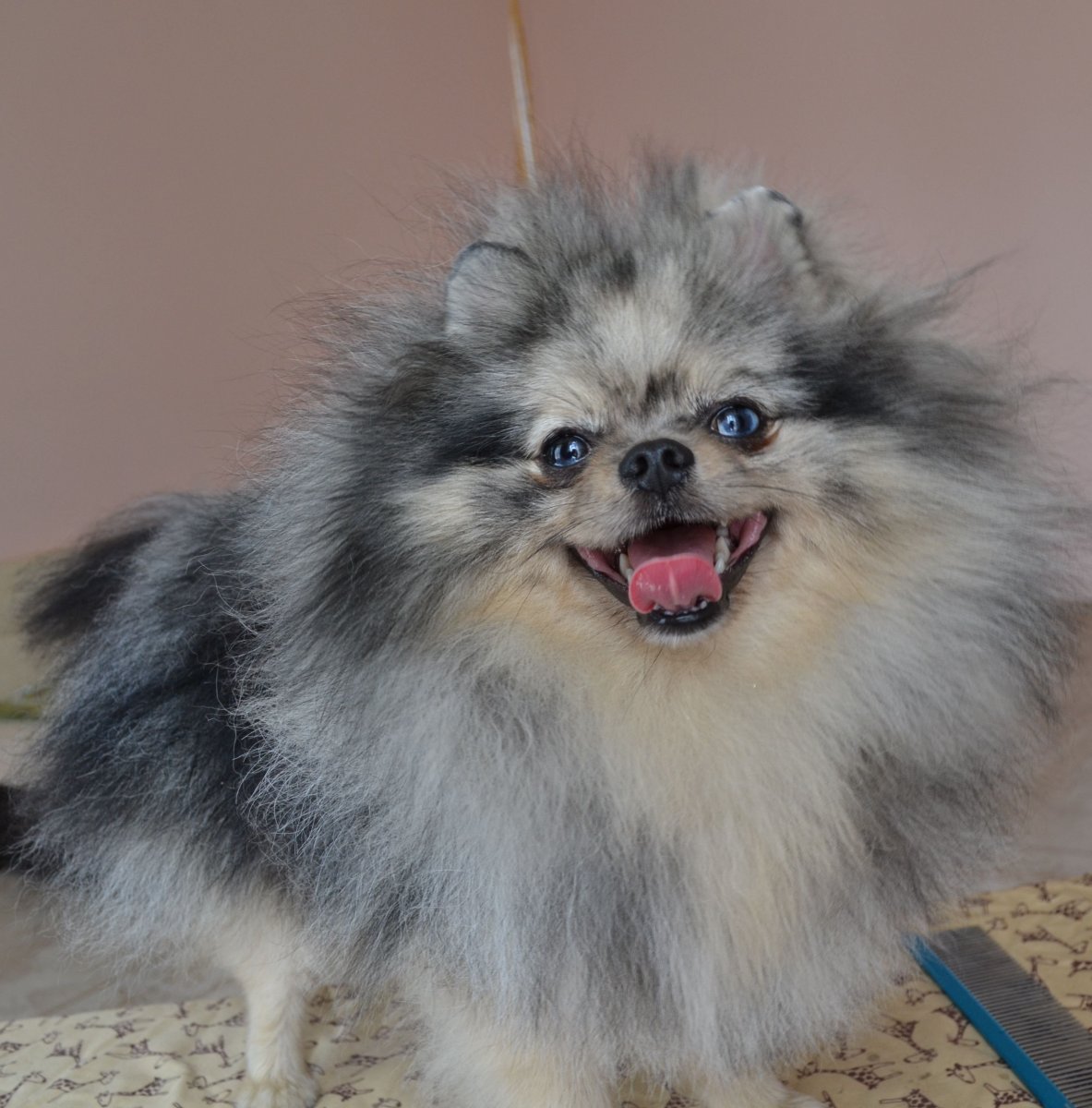 Шпиц окрас Мерле