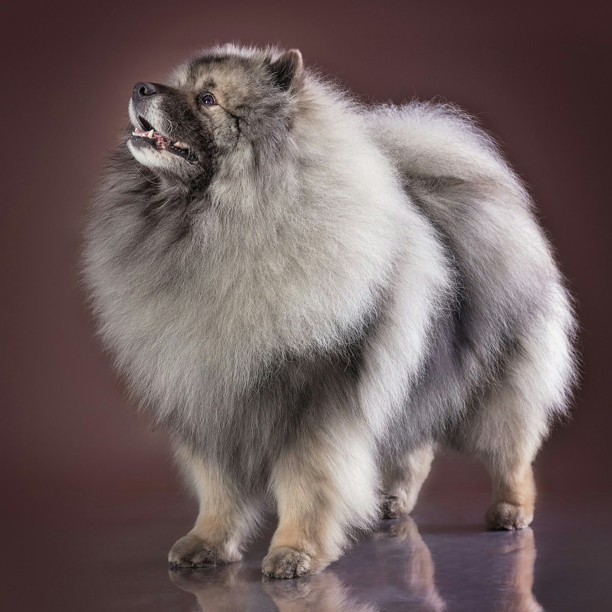 Гнатюк кеесхонд Новосибирск