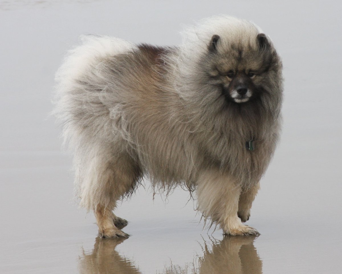 Кеесхонд стрижка