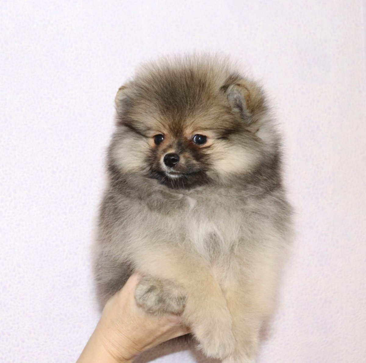 Шпиц немецкий малый рыжий