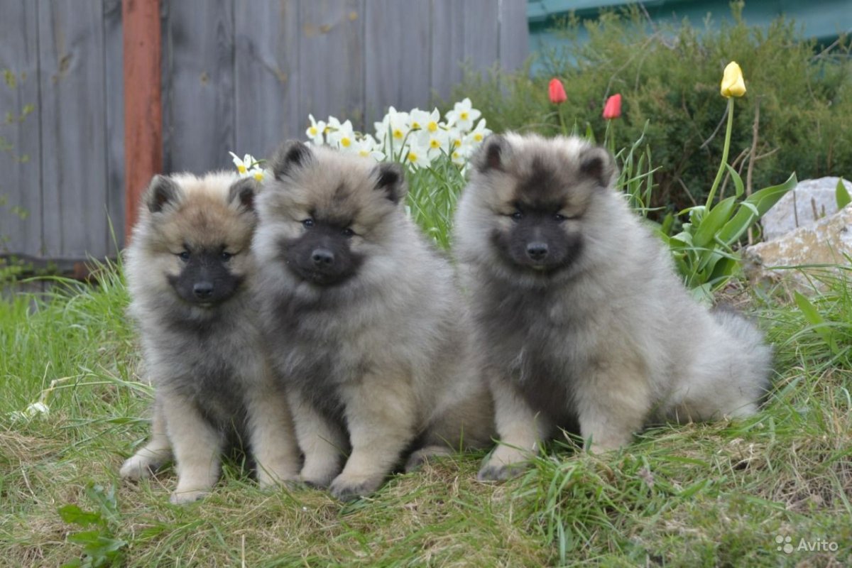 Шпиц кеесхонд щенок