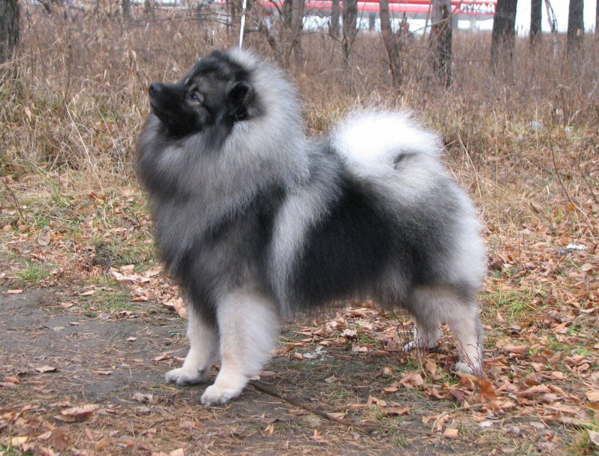 Порода собак кеесхонд