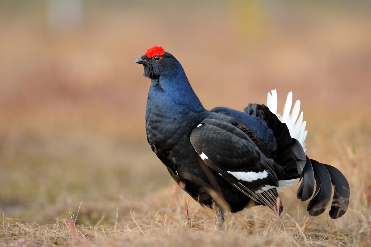 Выёбушек выдра и Воробей