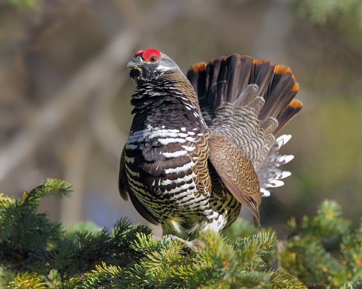 Утка Мандаринка в полете