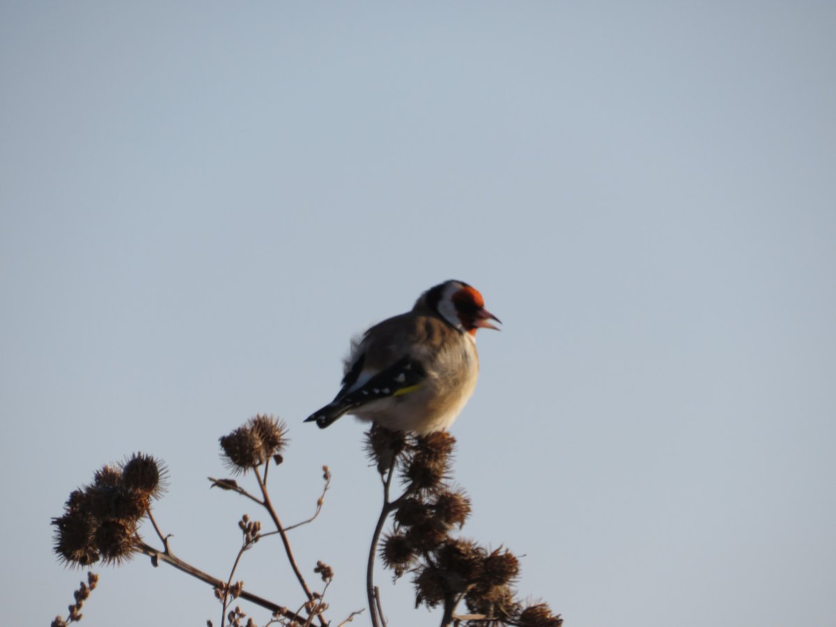 Куркуль птица