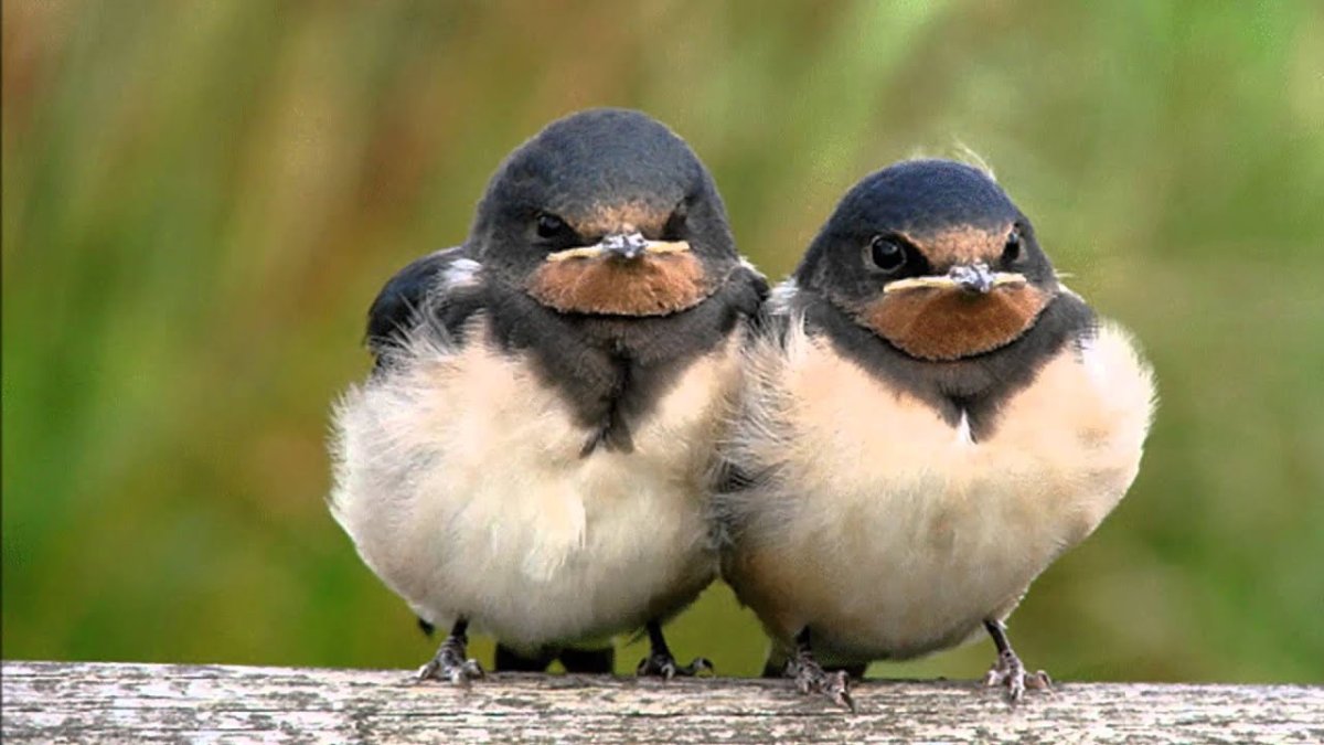 Птенцы лесных птиц