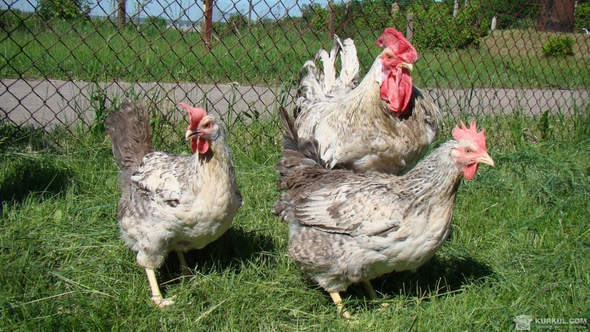 Две смешные птички