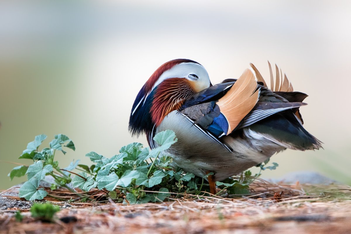 Сокол ест птиц