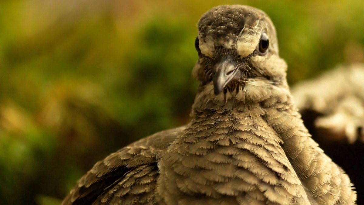 Рябчик куропатка Перепелка