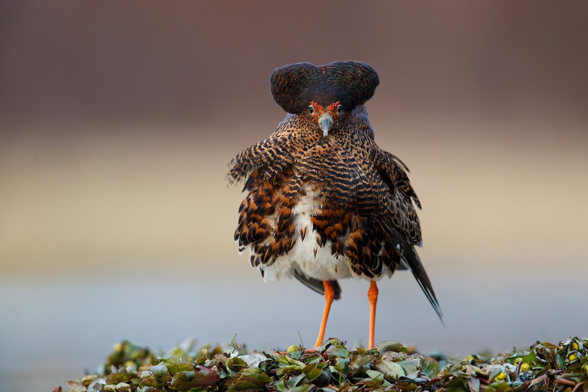 Куркуль птица