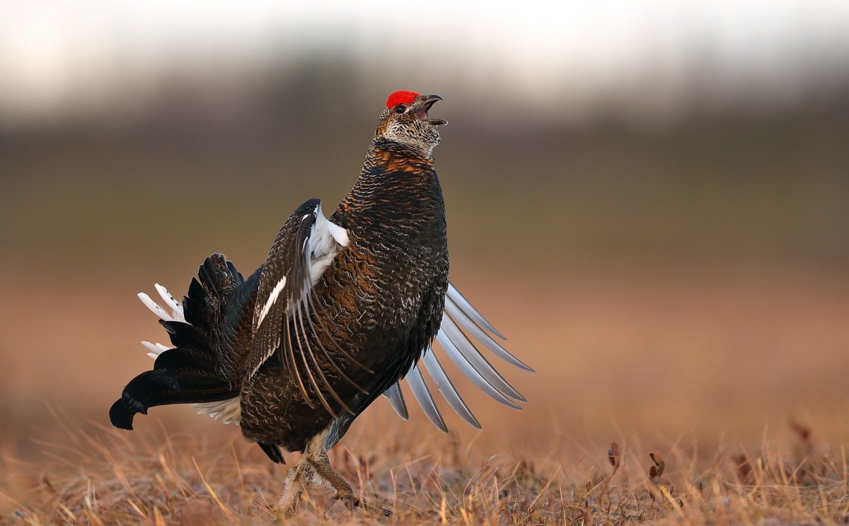 Болотный Кулик турухтан