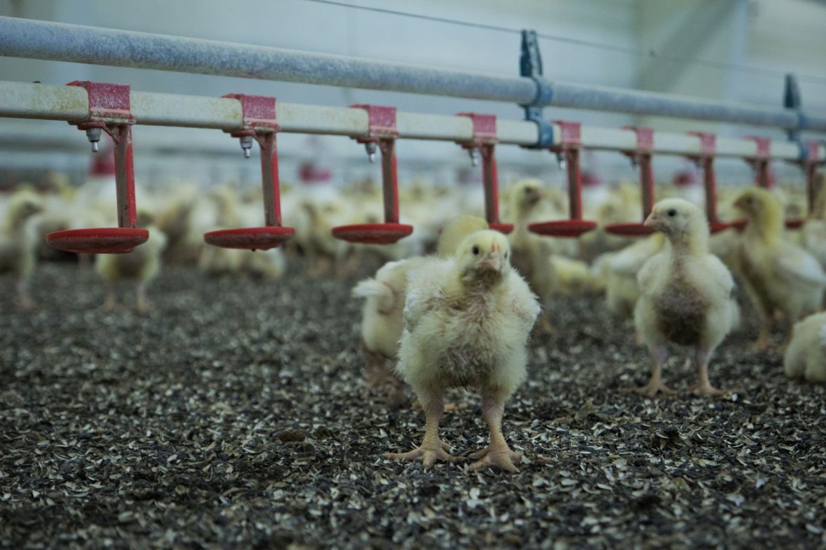 Перепел карликовый