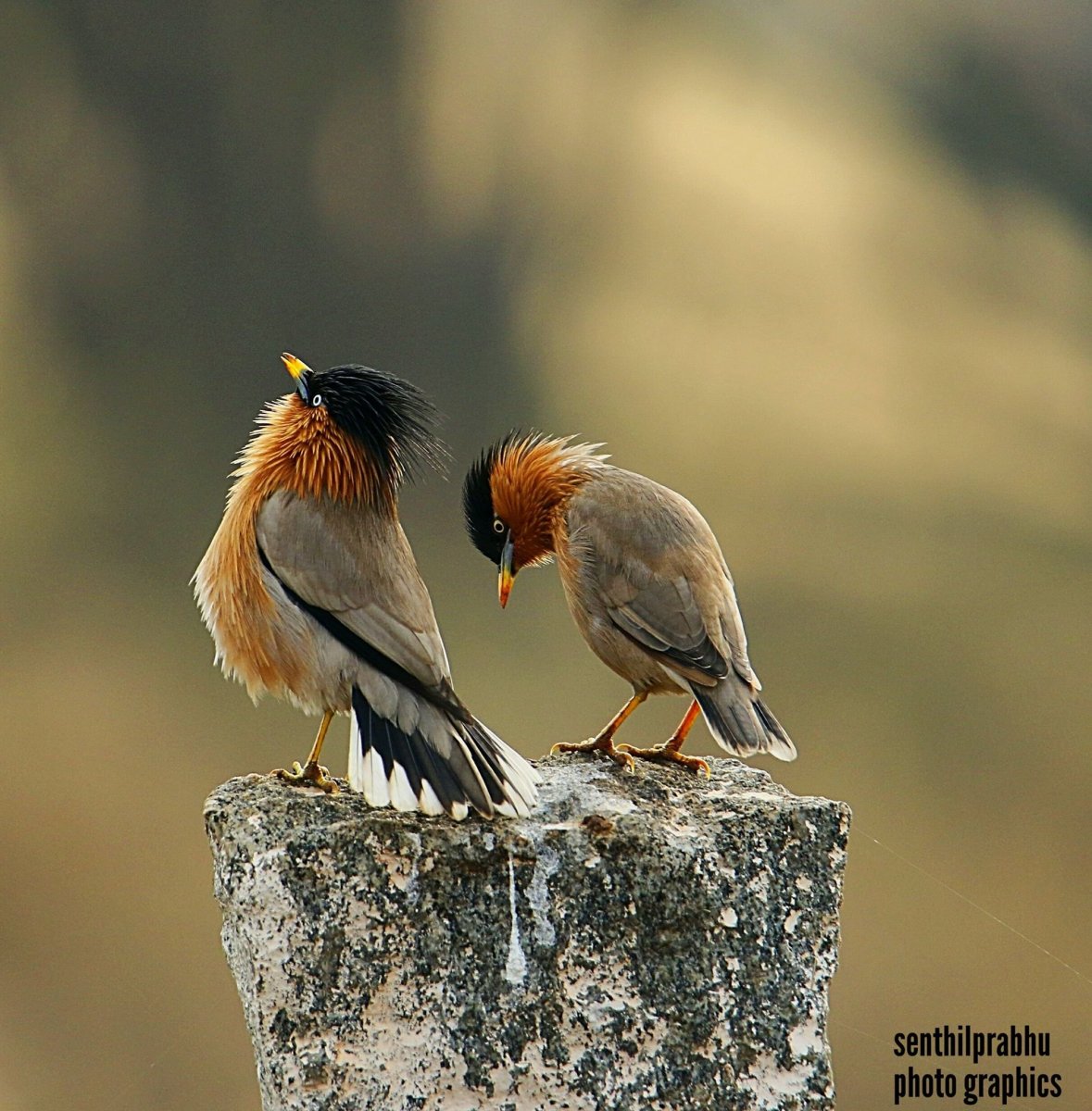 Чернобрюхий Глухарь Tetrao urogallus Major