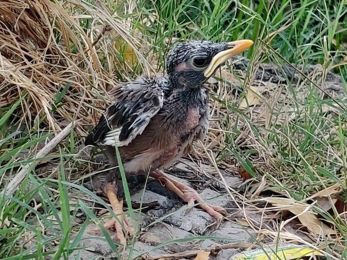 Статичная фотография животных