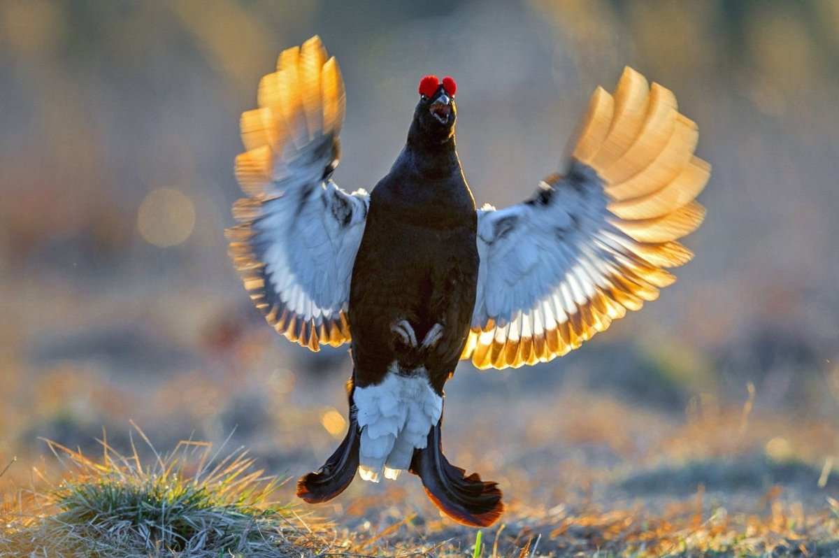 Curly Pelican птица