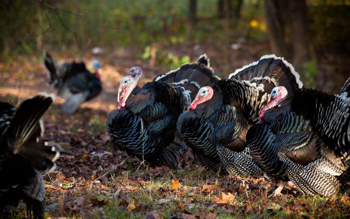 Старый Воробей мамин Сибиряк