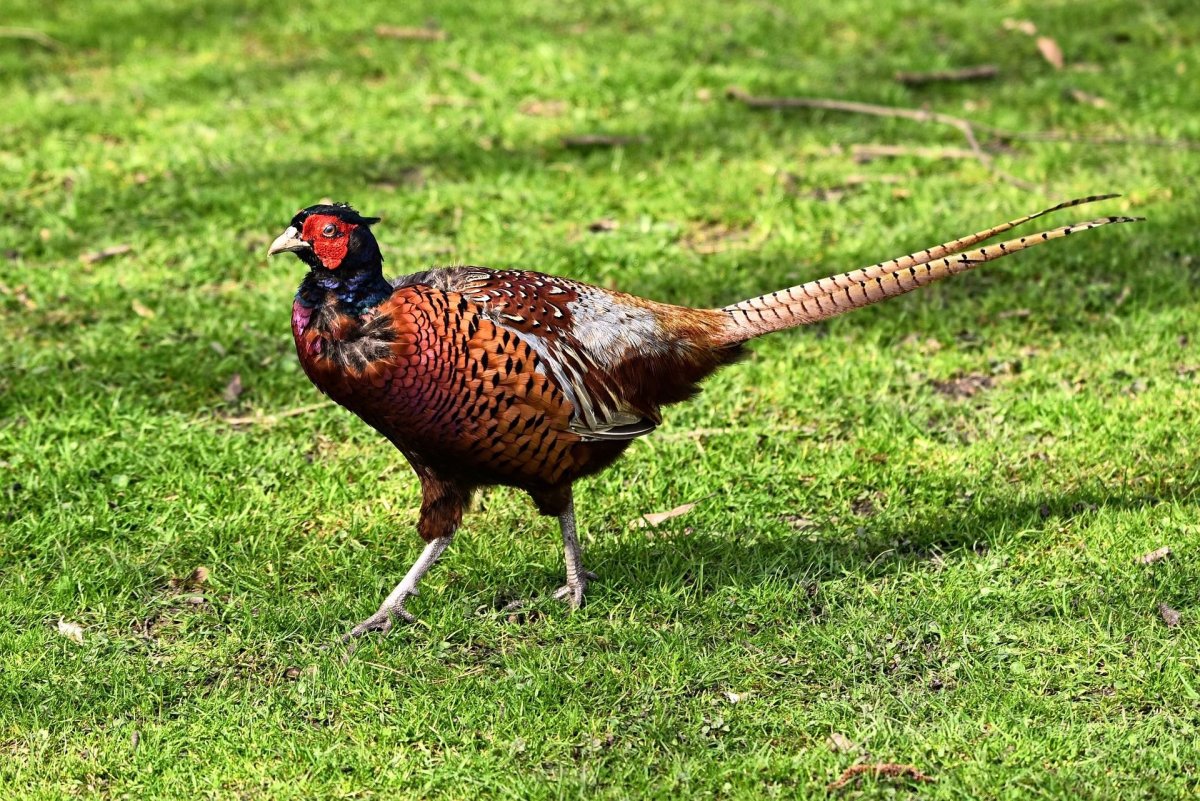 Барковская Барвиста