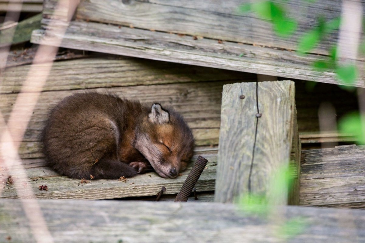 Сельское хозяйство Коми Птицеводство
