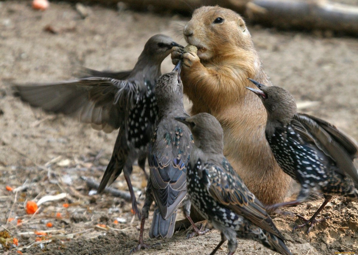 Кулик турухтан птица