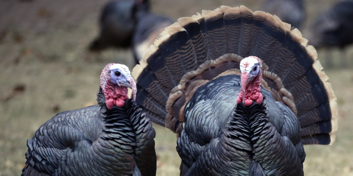 Степной Орел и Беркут