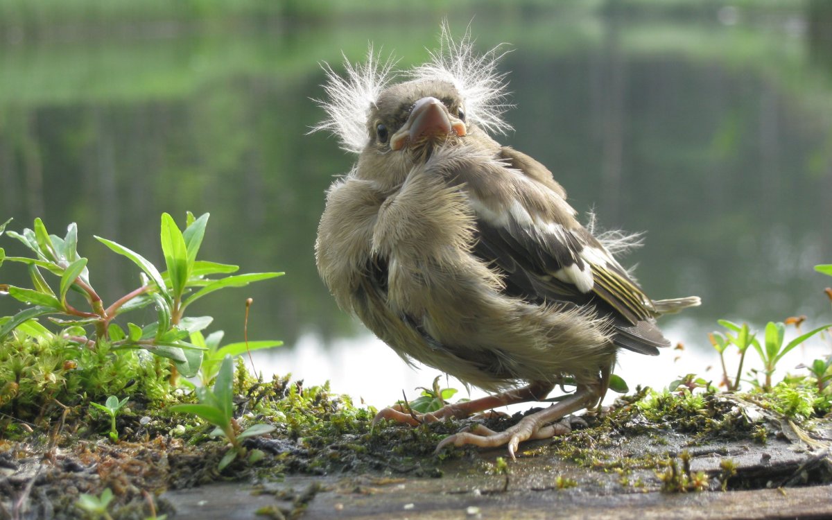 Природа звери и птицы